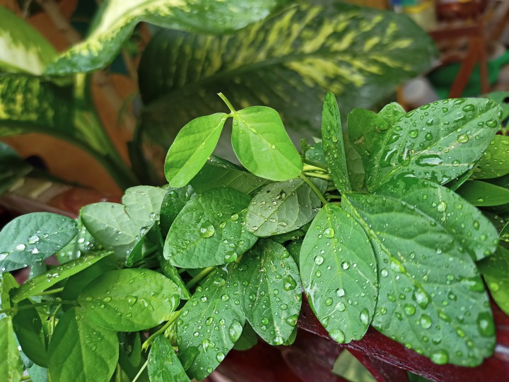 leaf