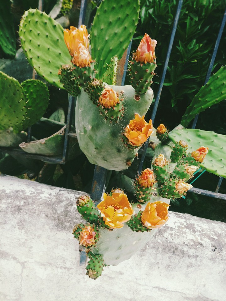cactus