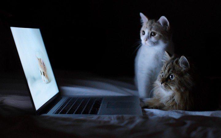 Cats Couple Laptop Lie Down Rest Curiosity