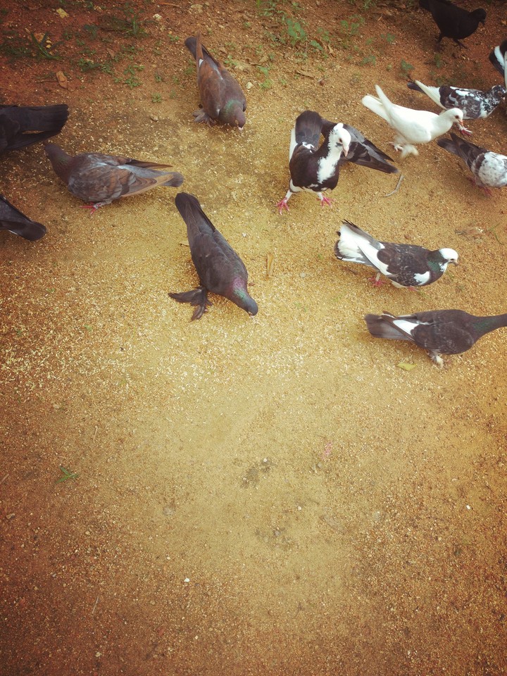 birds