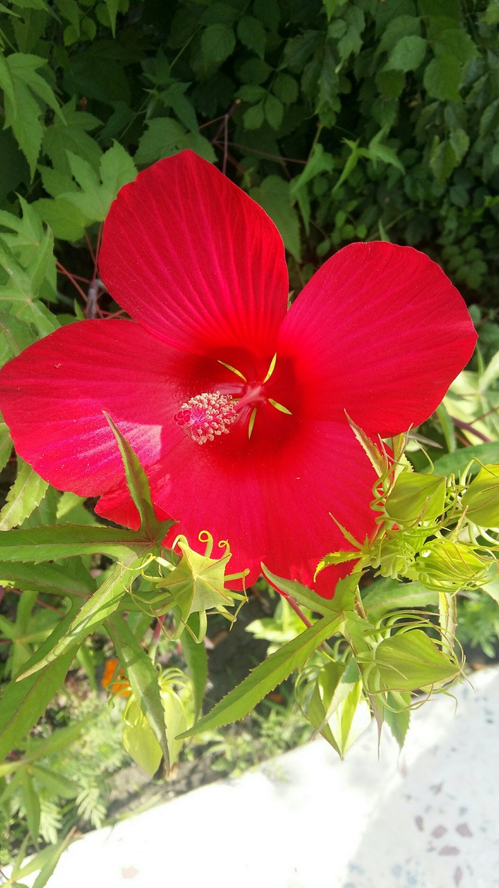 beaitiful flouver
