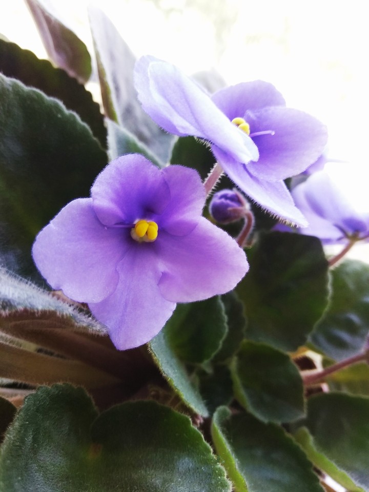 Violet