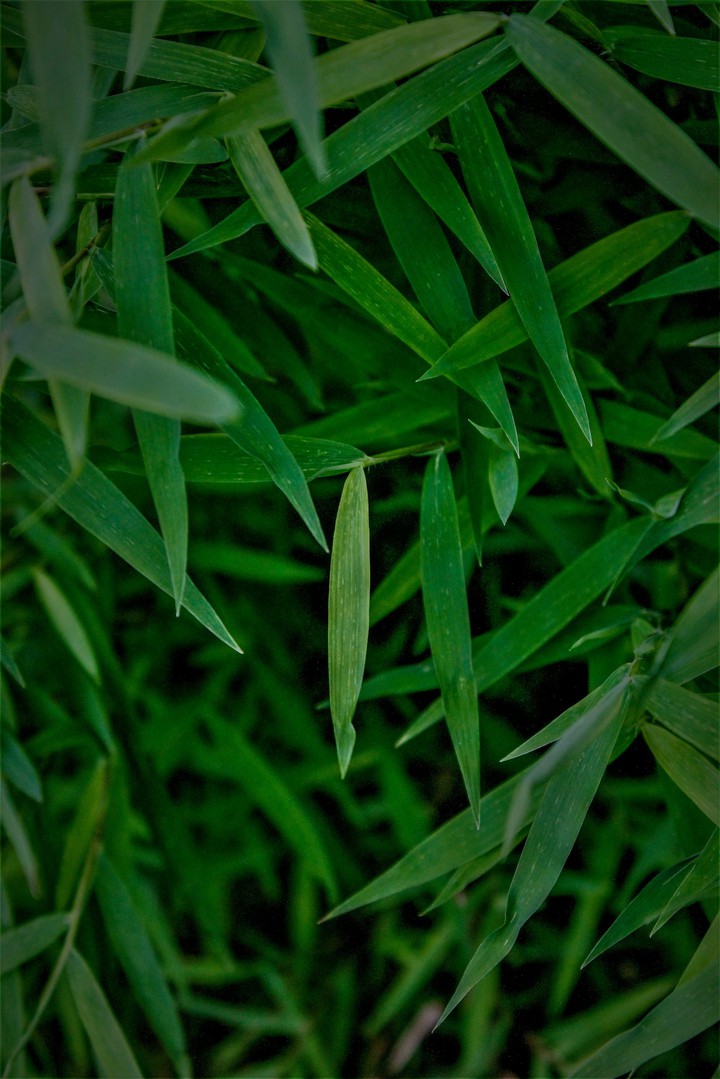 bamboo