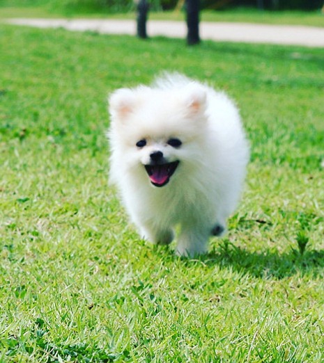 Pomeranian