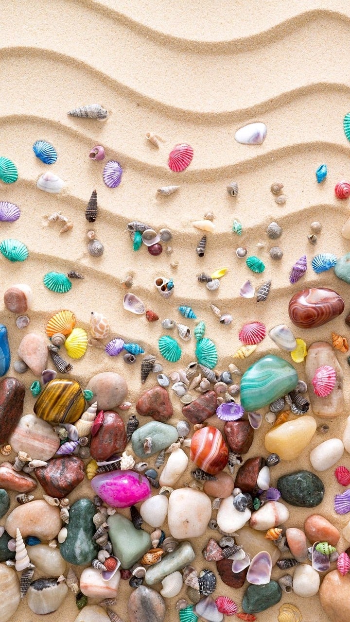 beach shell
