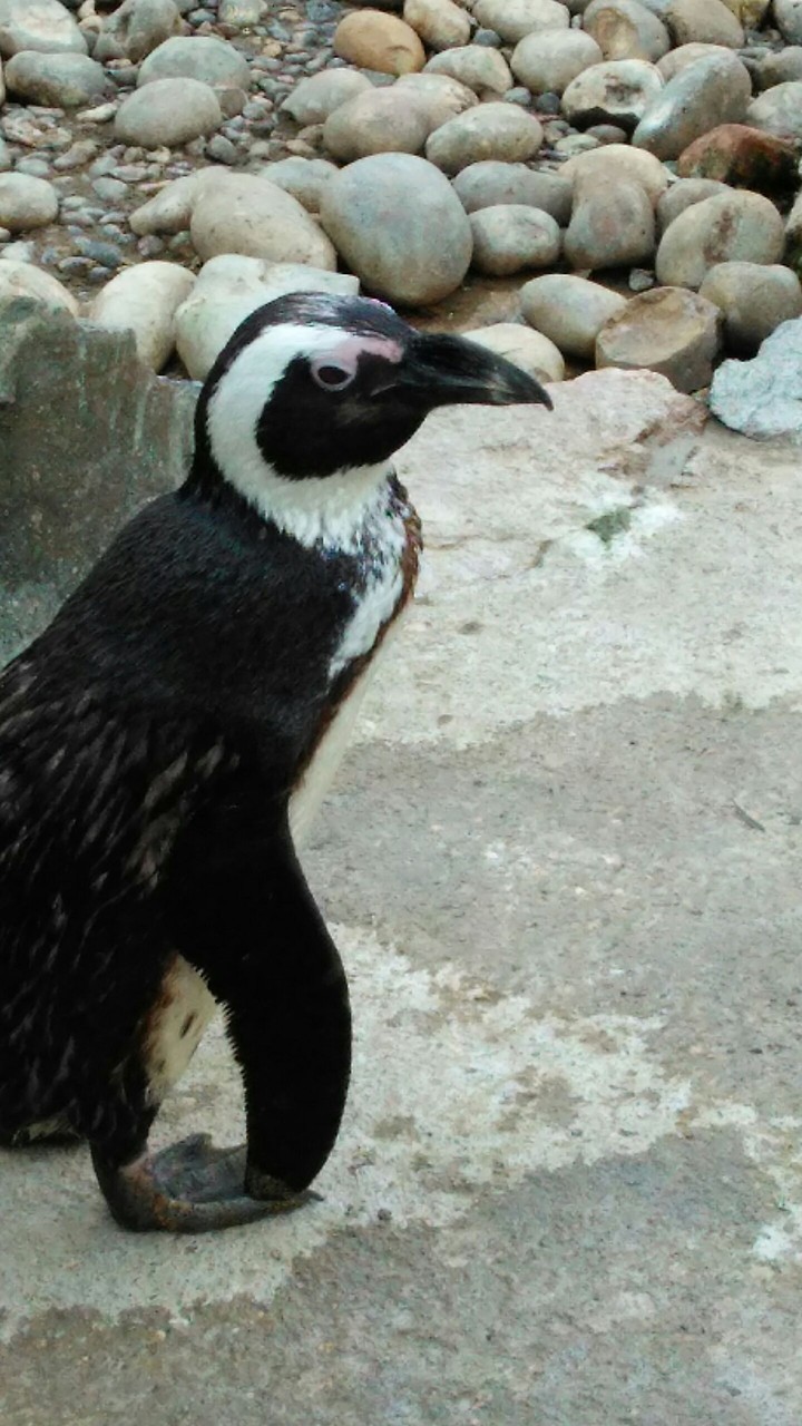 penguin