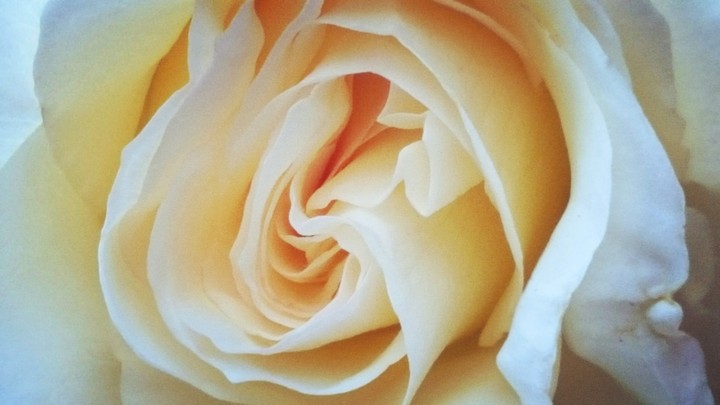 white rose