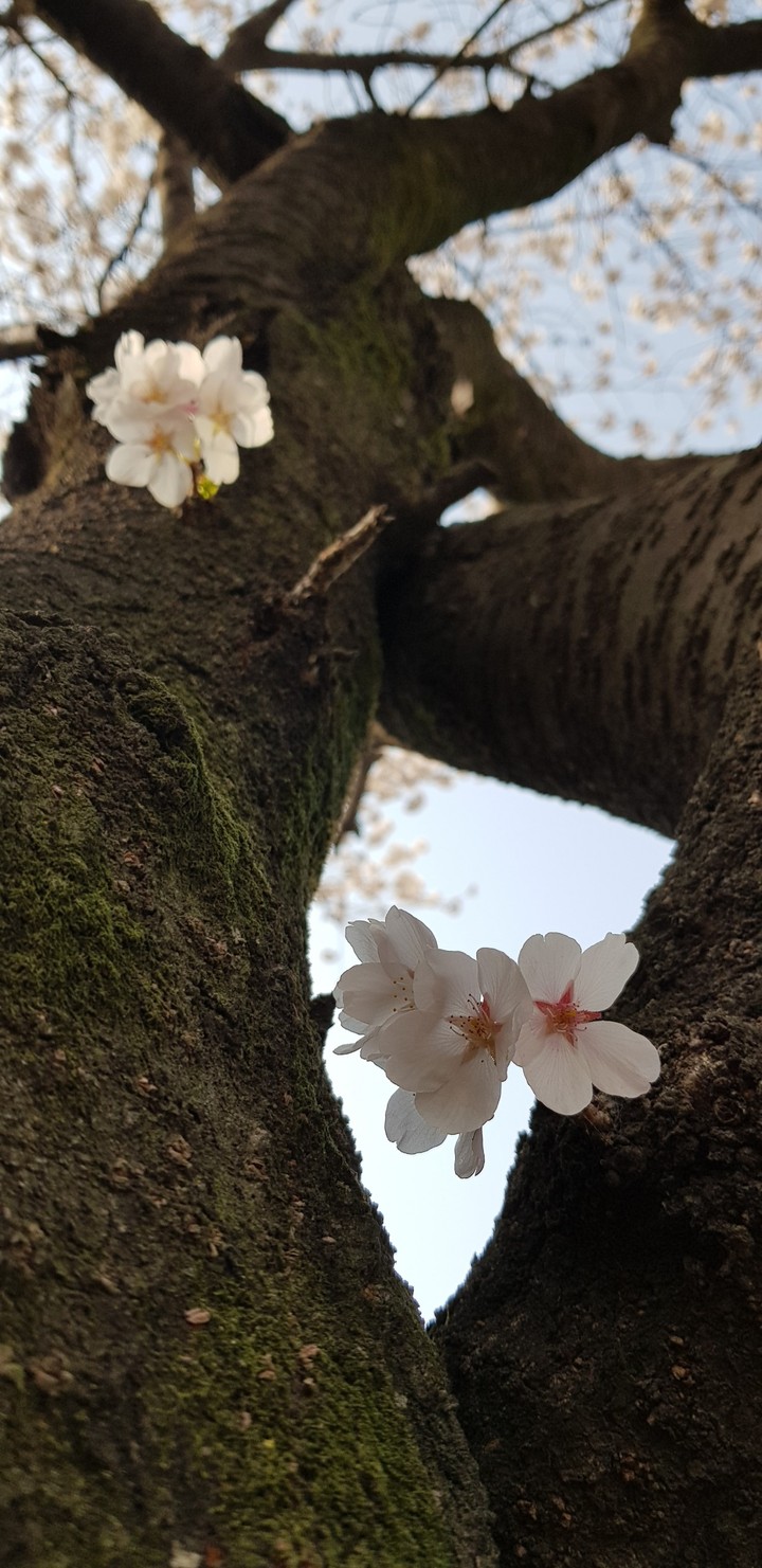 벚 꽃