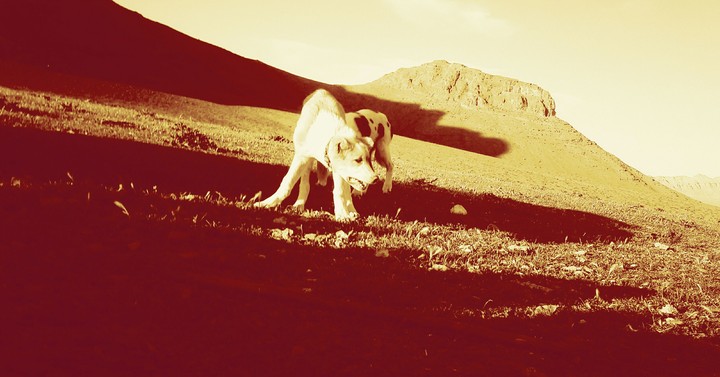 Dogs