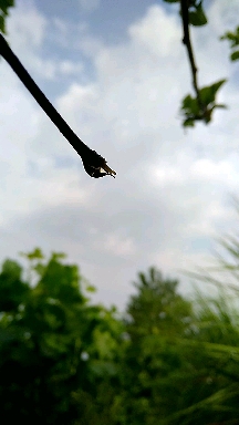 rain drop