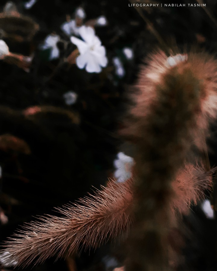 Flower Grass Nature.