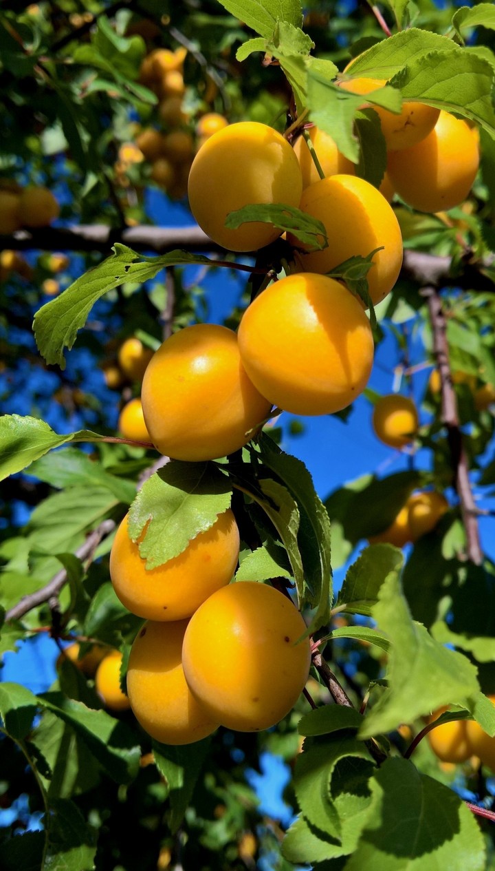 fruits