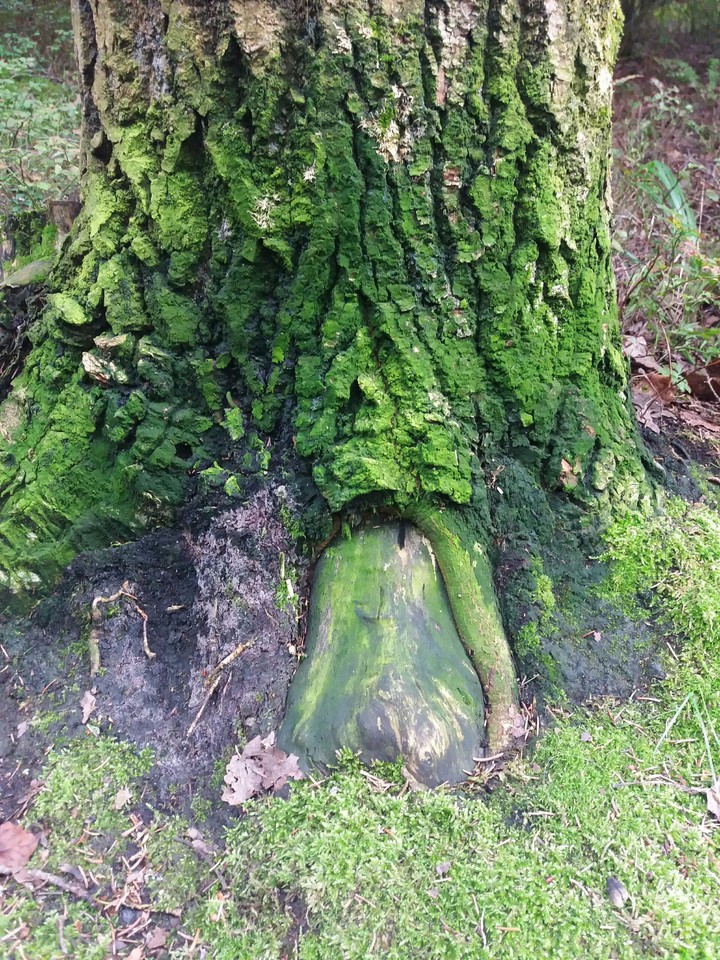 forest
