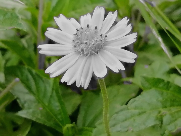nature click