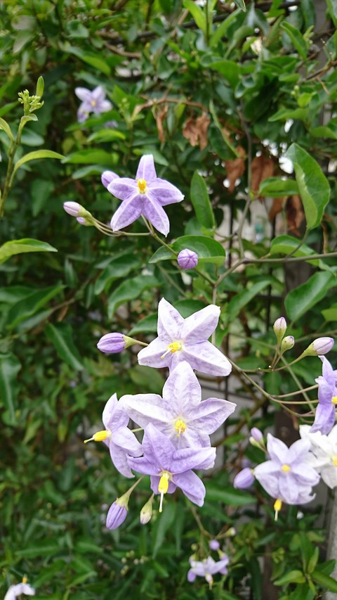 紫の花