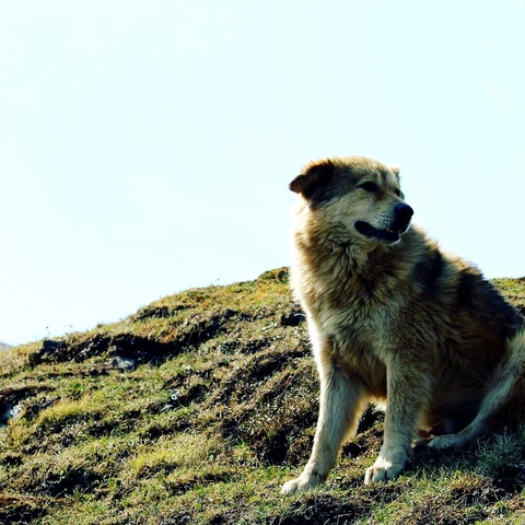 Trek buddy in the Himalayas, India