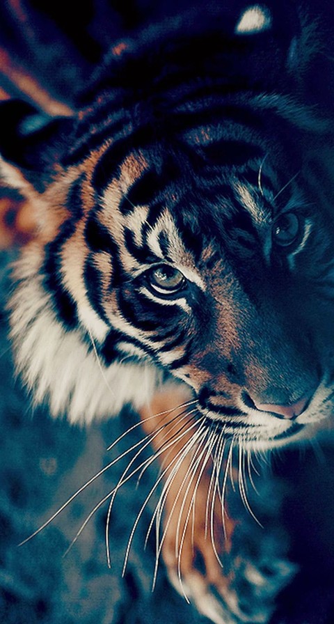tiger