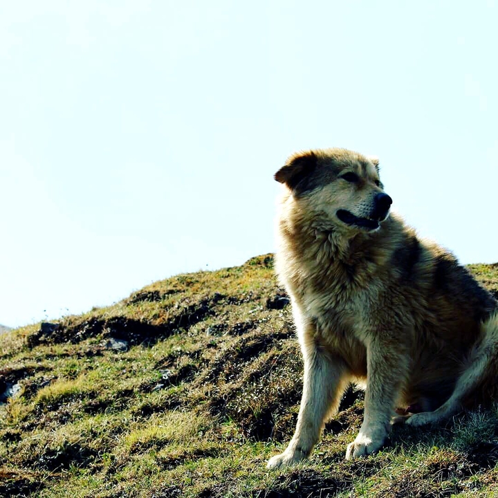 Trek buddy in the Himalayas, India
