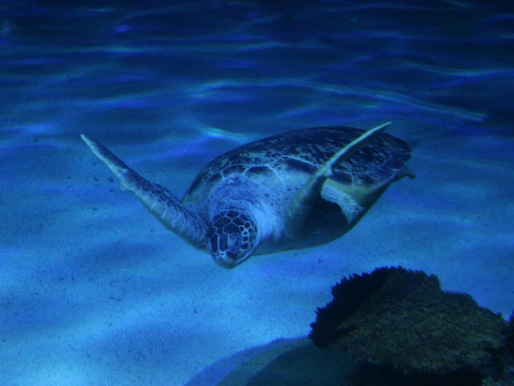 Sea Turtle
