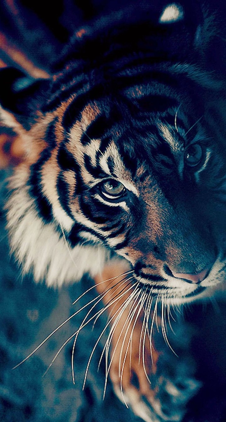 tiger