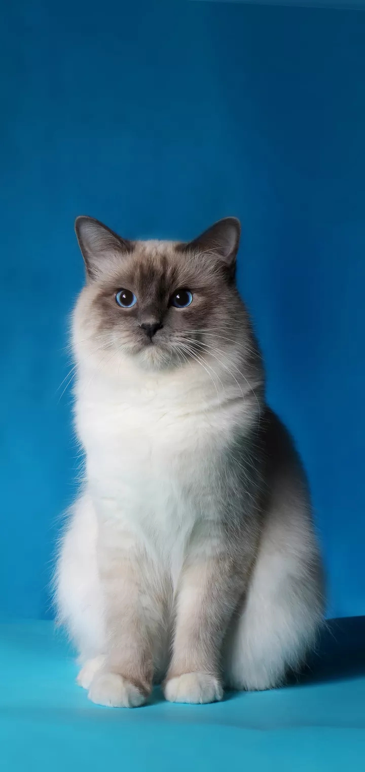 pet photography
