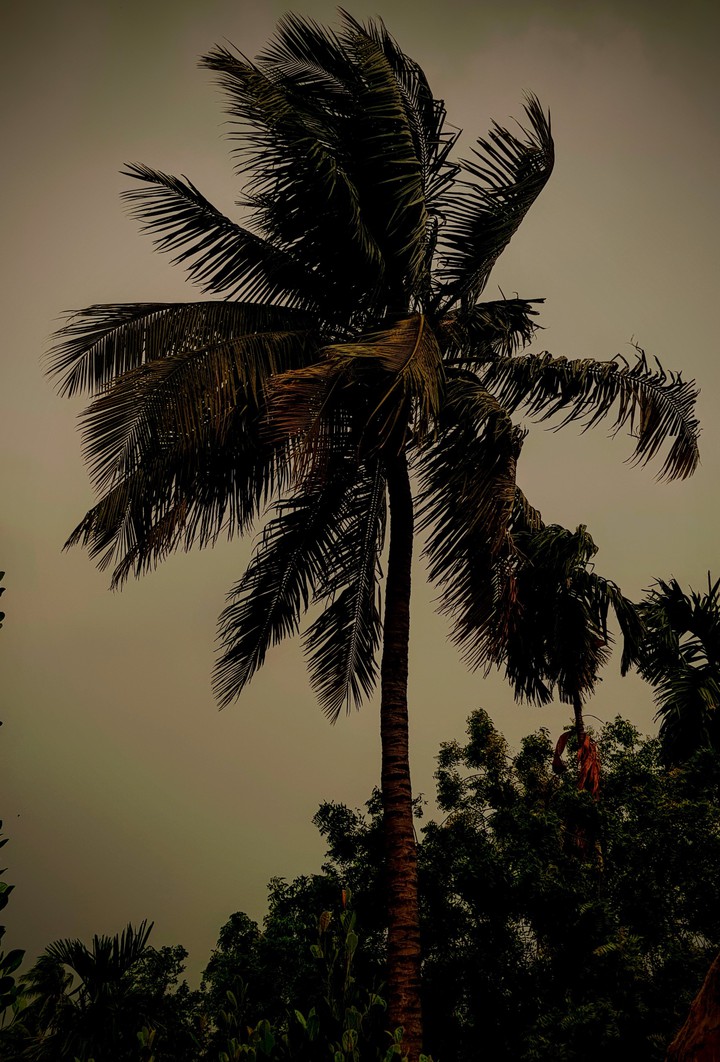 coconut ? tree