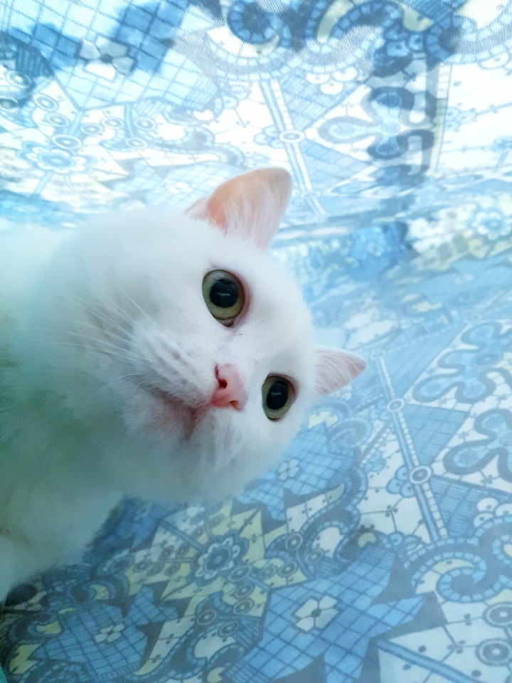 cat