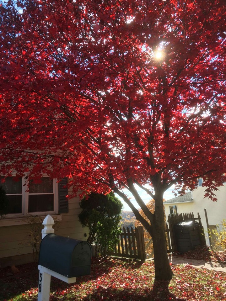 Brilliant Red Leaves in New York