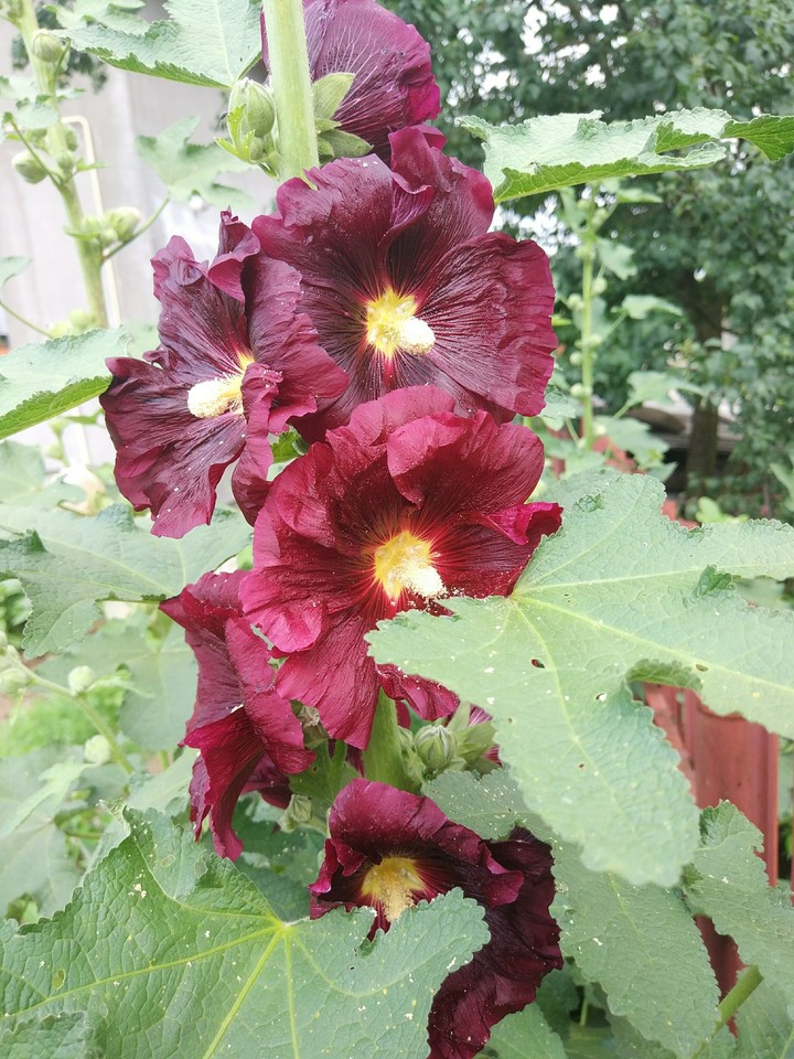 Dark flower