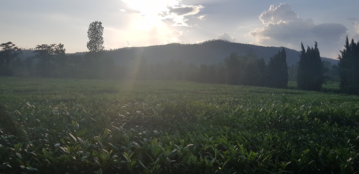 sunshine