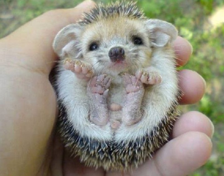 animaux mignon