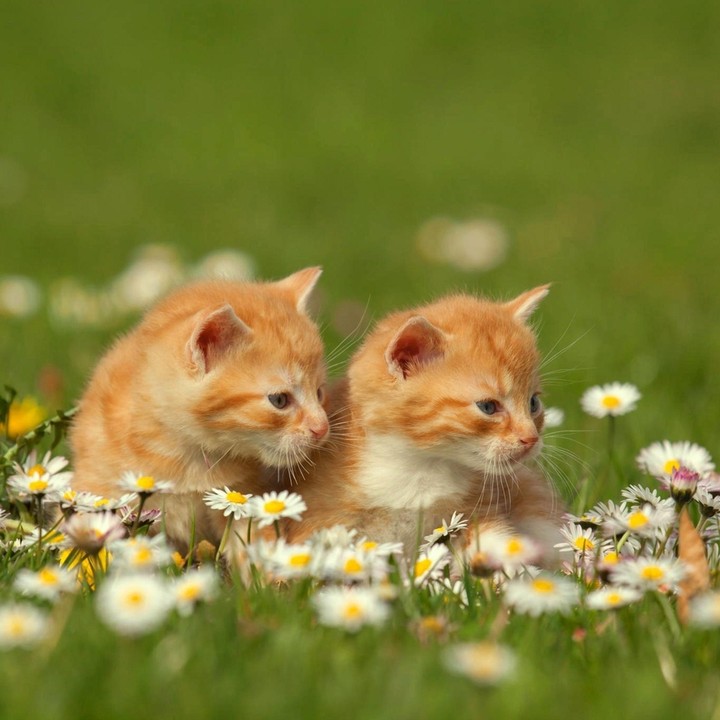 Twins