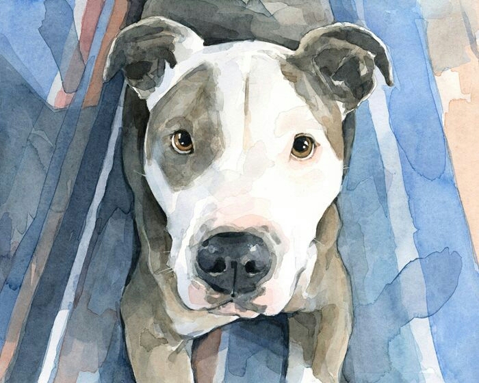 sweet pitbull!!!