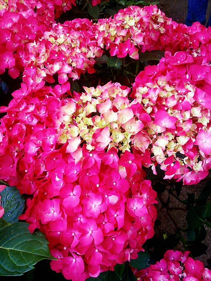 pink flowers