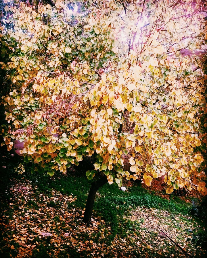 fall