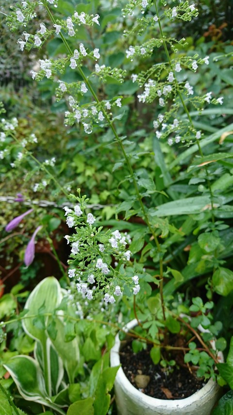 雨の中の白い花