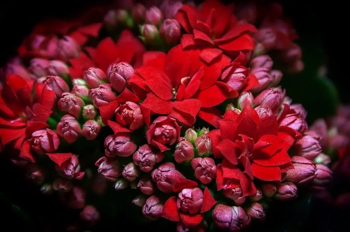 #bloom