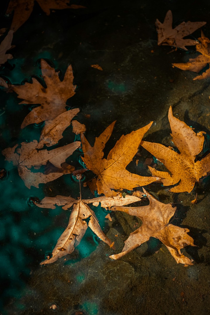 OCHRE COLORED LEAVES