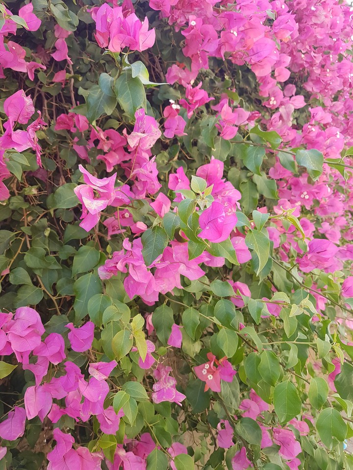 flores del camino