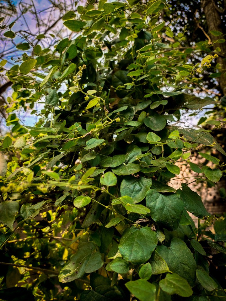 So much green?