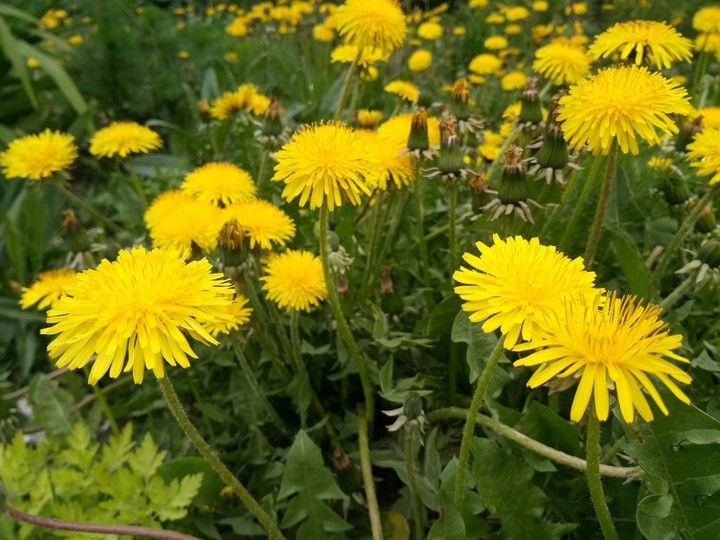 dandelion