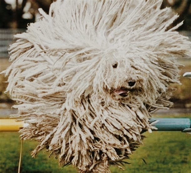 dog