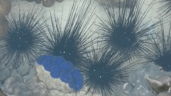 sea urchin