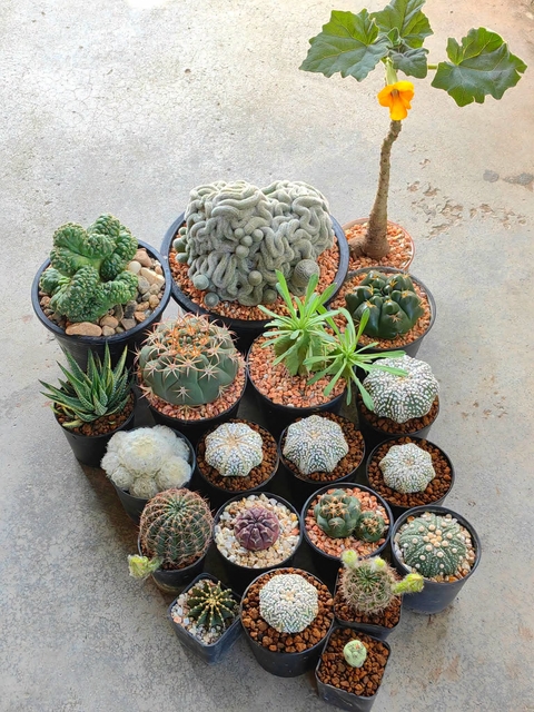 hình nền caryophyllales, stoneware