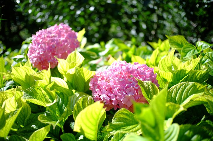 serie Hortensia