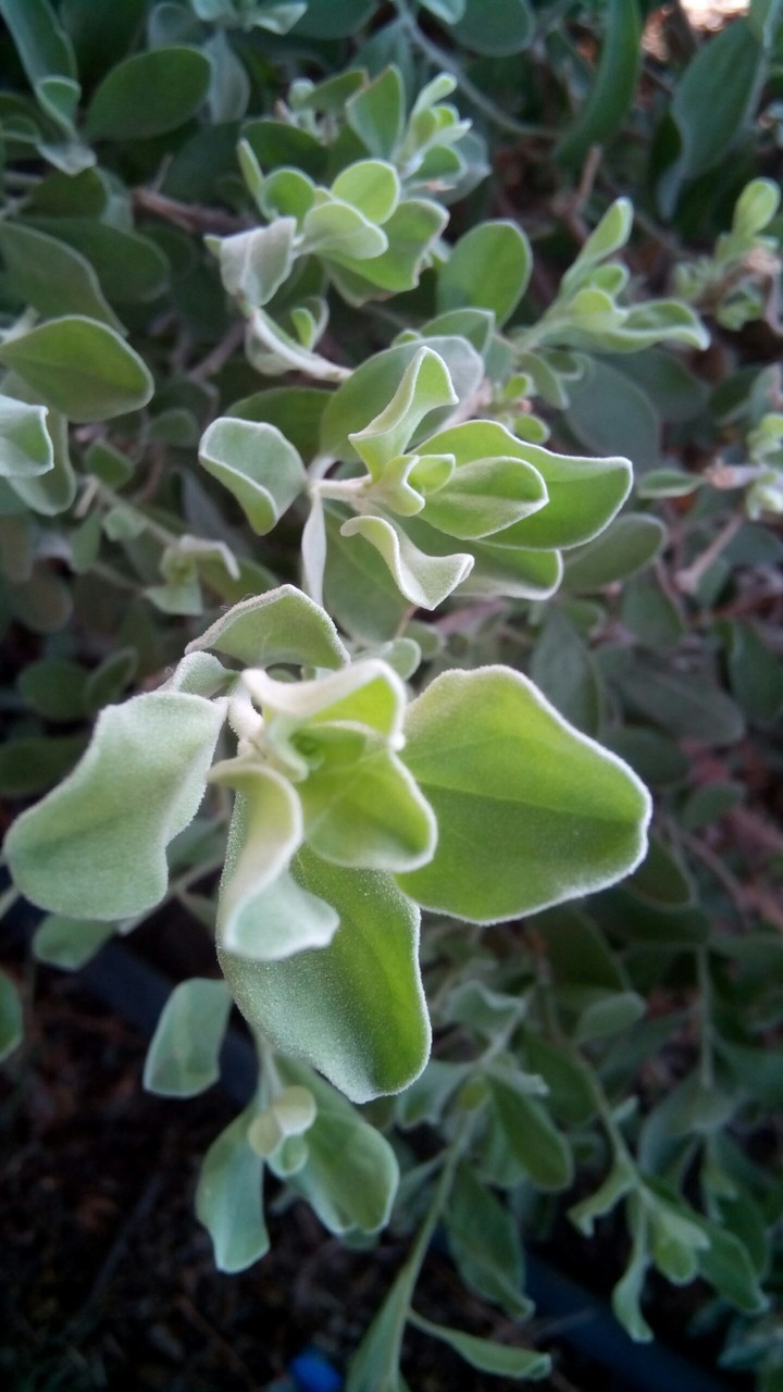 plant
