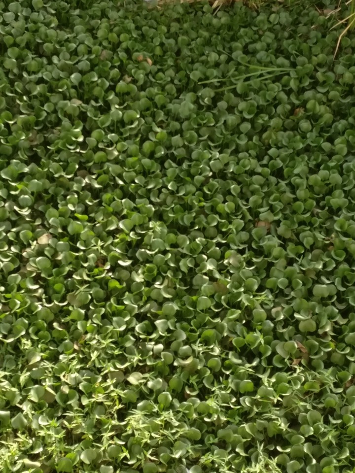 Leaves