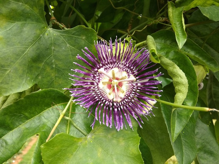 flower