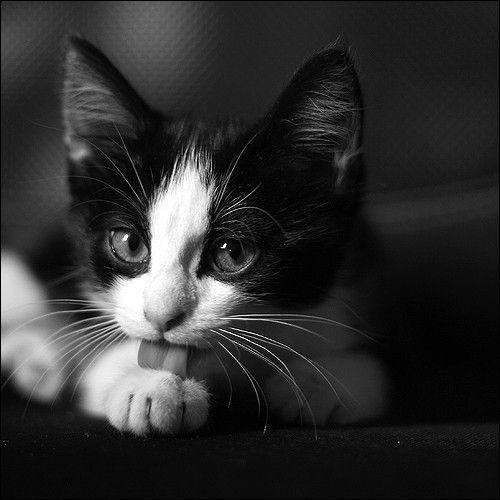 kitty
