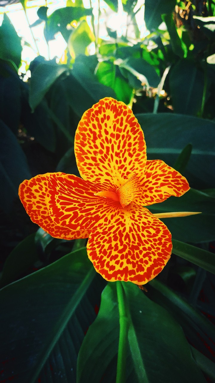 Flower